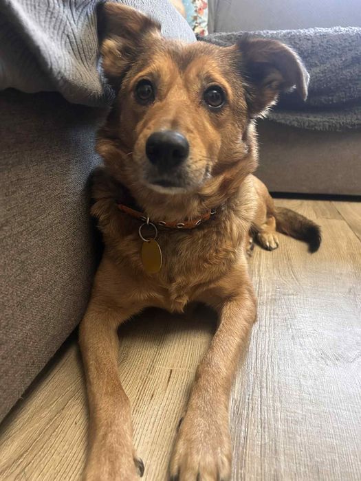 Daisy i Sofii szukaja domków