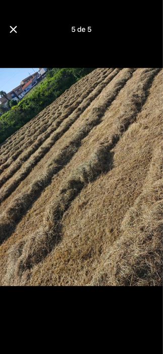 Feno/Palha  de Boa Qualidade