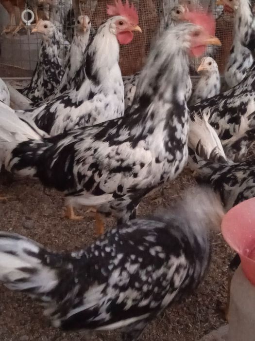 Інкубаційні яйця Леггорн Далматинець