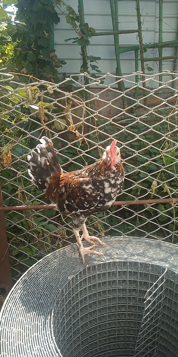 Декоративні півні