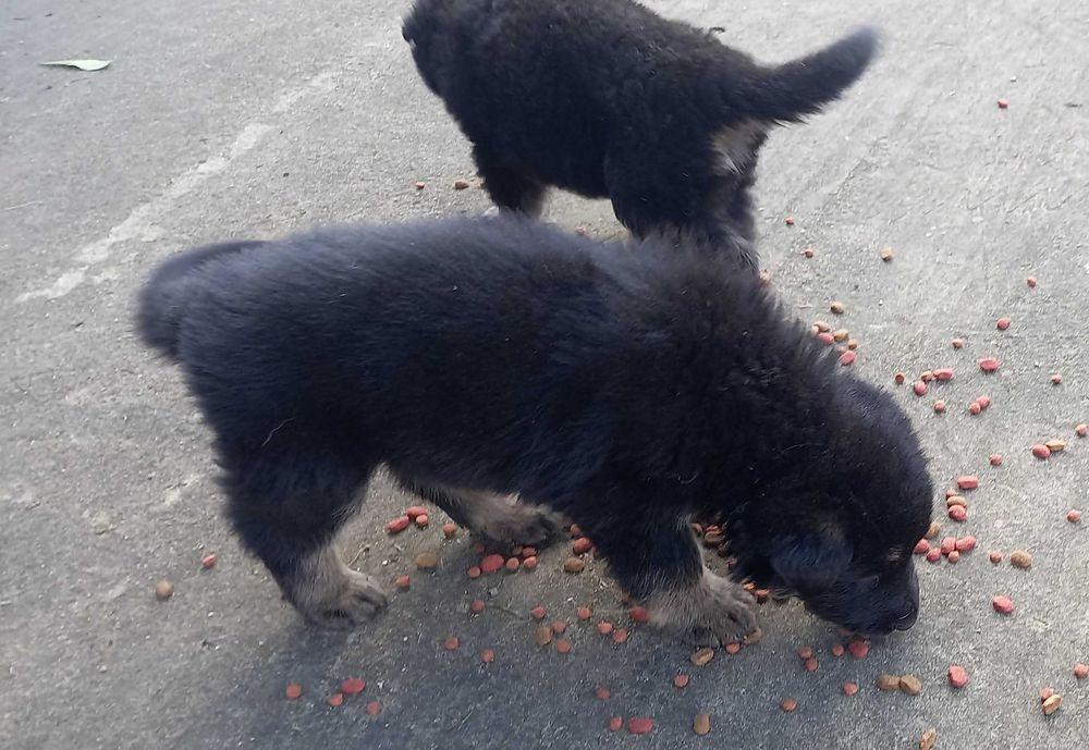 Owczarki do oddania za darmo