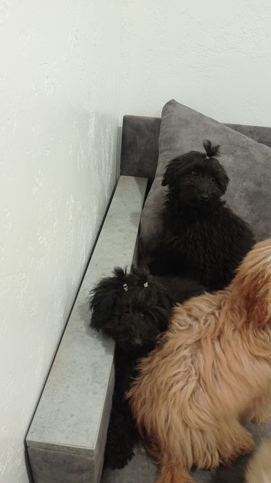 Маленькі мальтіпу і пудель той Чернівці