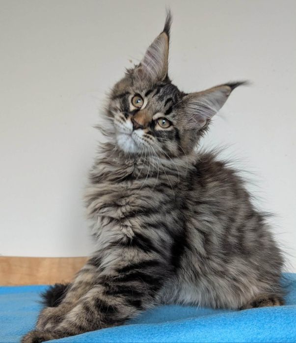 Kocurek Wiewiórek Maine Coon