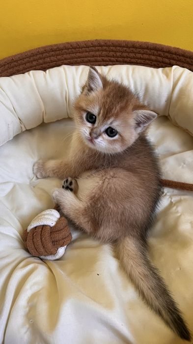 Кошенята британські  золота шиншила 2 міс