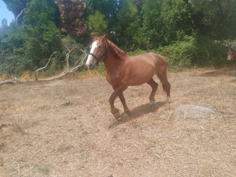 Égua bretona Laza