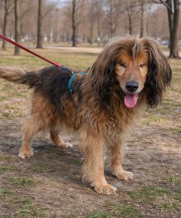 Любить обійматися, дає лапку. Особливий песик Бахмут