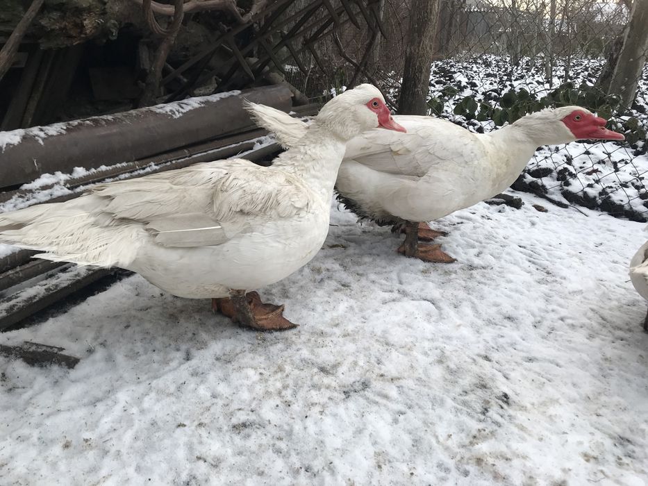 Утки крупные двух линий