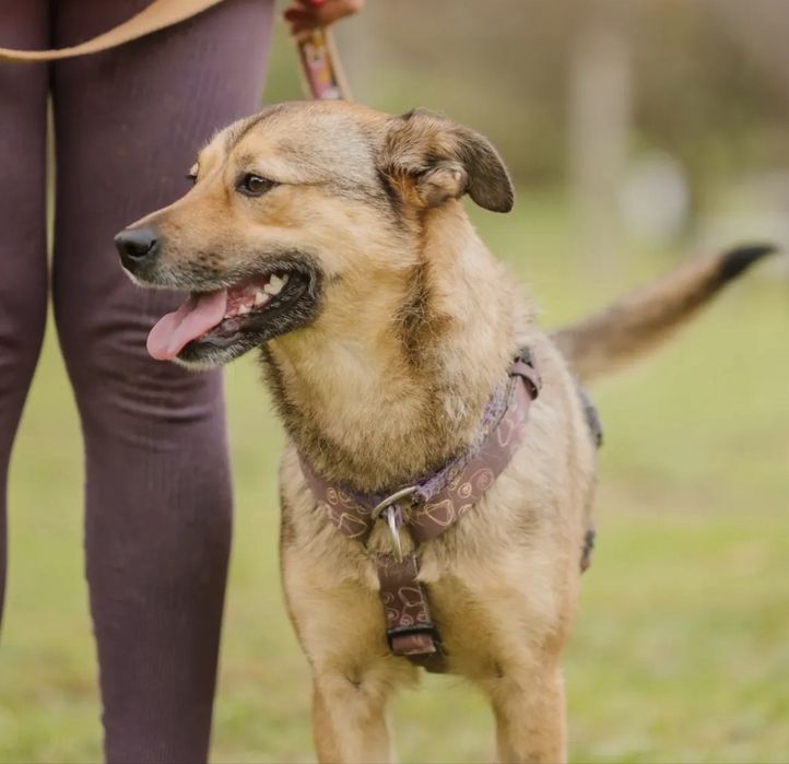 Cadelinha jovem para adoção responsável