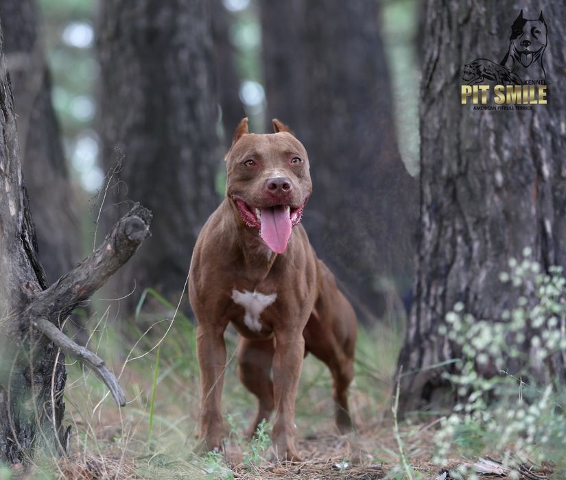 Шикарный кобель Американского питбультерьера.Pitbull.