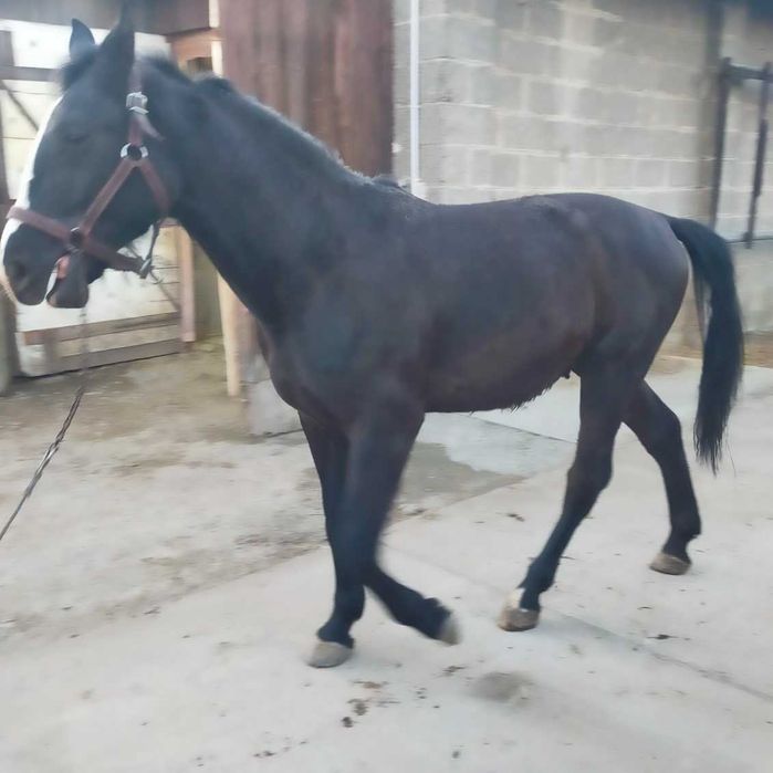 Ogier rasy Śląskiej kary