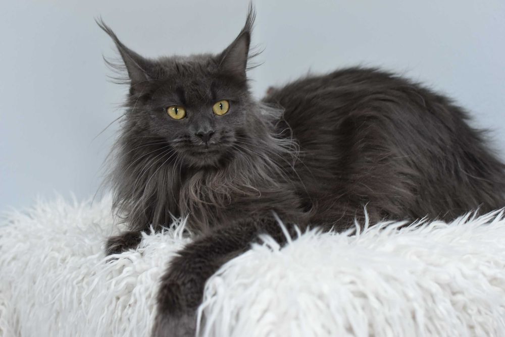 Do Adopcji Kotka Maine Coon /Rodowód FPL