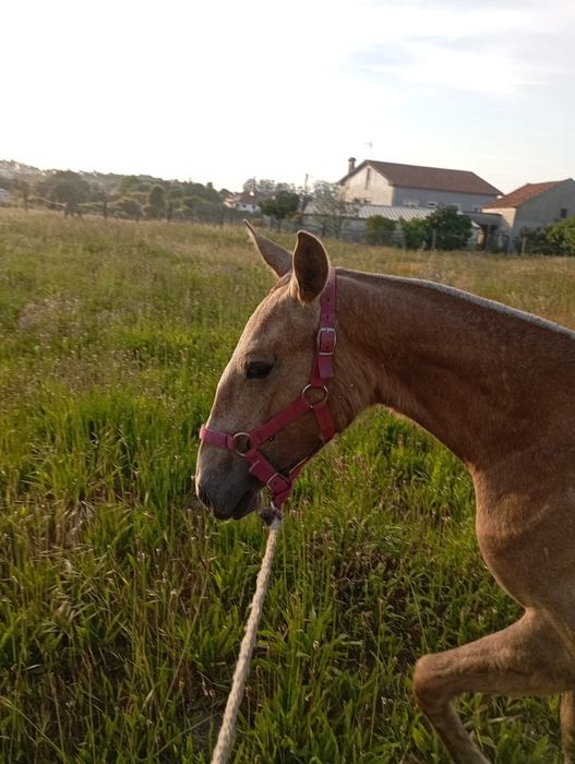 Segue para venda poldra lusitana com 1 ano de idade