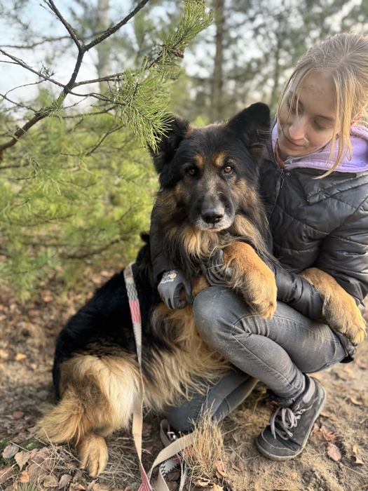 Hades - piękny owczarek niemiecki do adopcji!