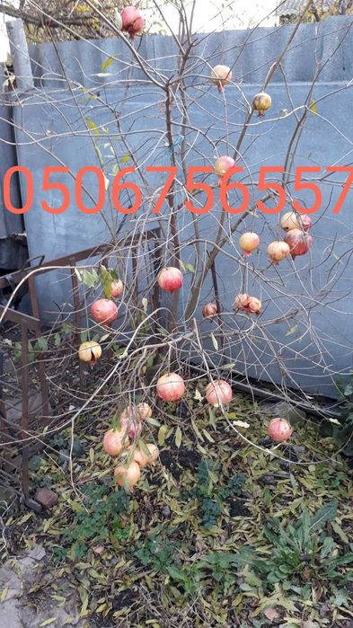 Саженцы граната хурмы персика инжира винограда  плодовых деревьев