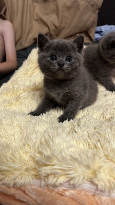 Британські котики