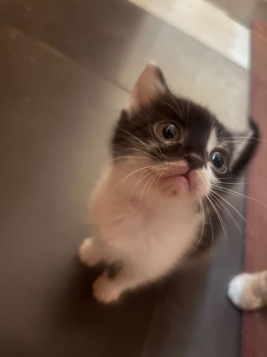 Dou gatos bebés com 2 meses