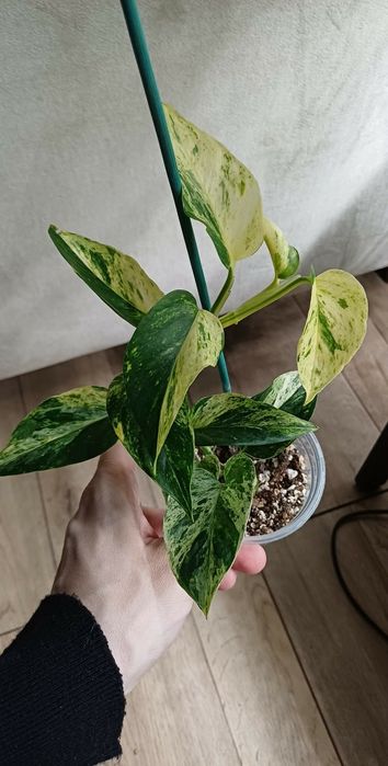 Syngonium scrambled eggs