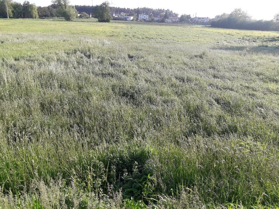 Podsiew łąk traw, poplonów, sprzedaż nasion, GUTTLER APV cały kraj