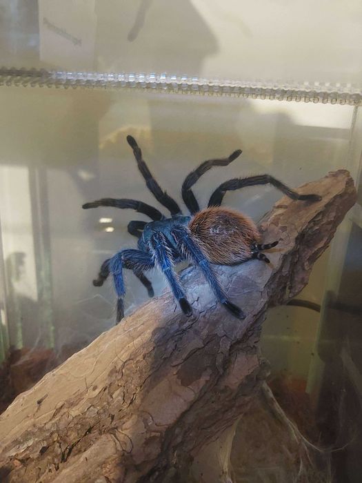 Ptasznik Pająk Chromatopelma cyaneopubescens samica z terraraium