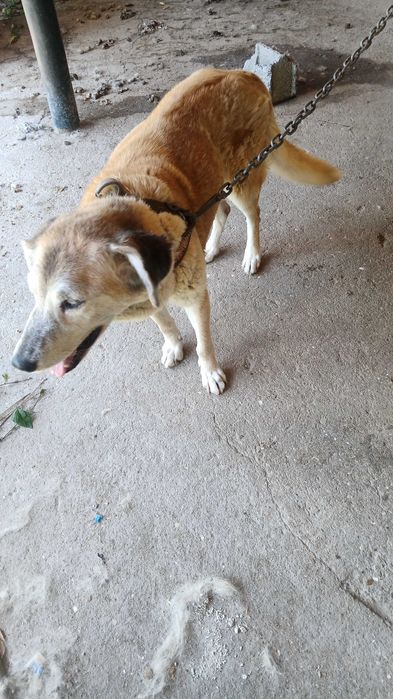 Animal para adoção