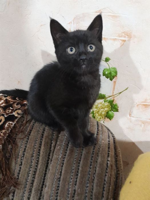 Подарю котят британцев