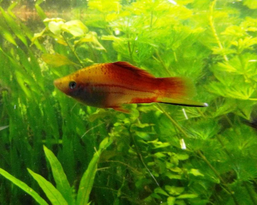 Rybki akwariowe Gupiki, mieczyki, glonojady super red