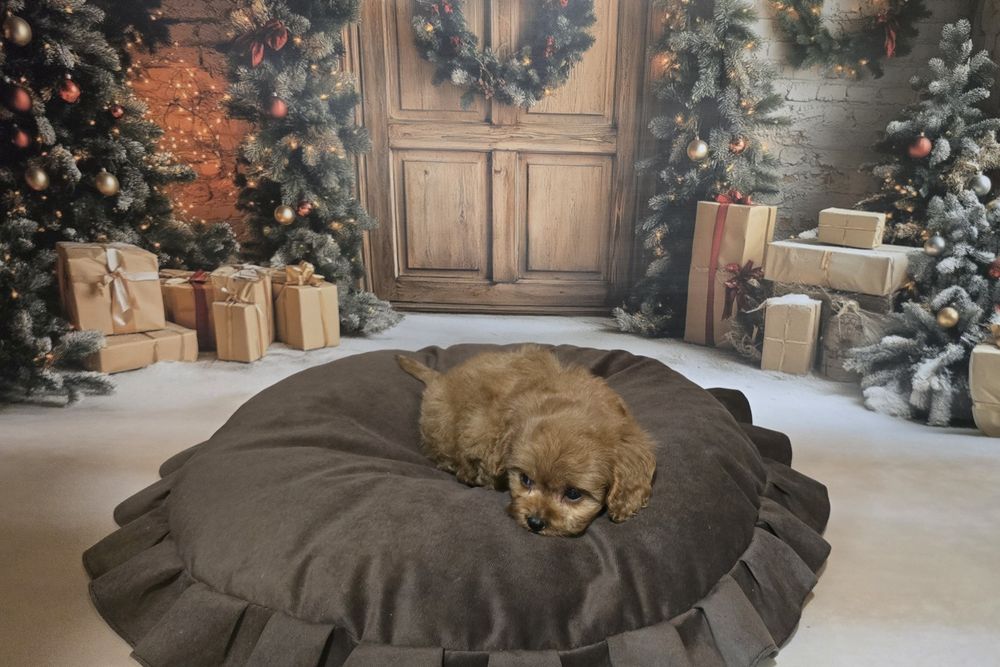 Cavapoo cudowny piesek f1
