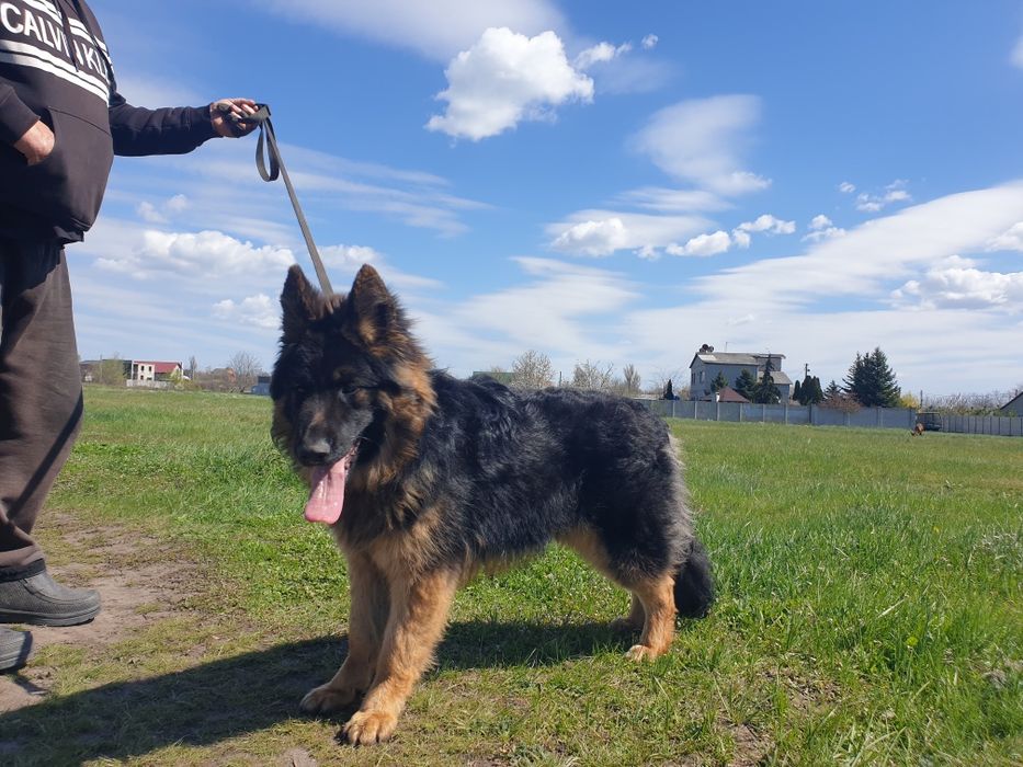 Подросток немецкой овчарки