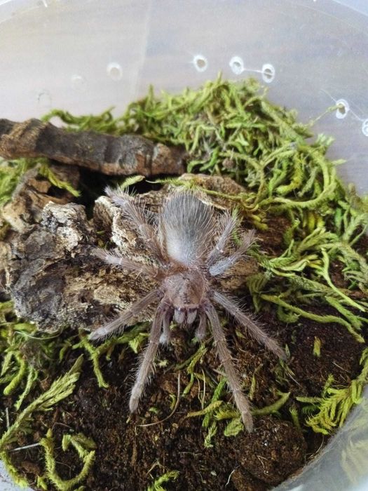 Lasiodora parahybana samiec 3DC
