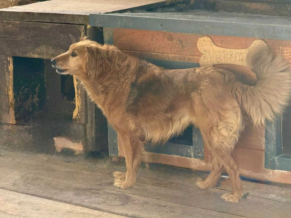 Ma niezwykle piękną urodę, ale również wrażliwą, delikatną duszę. Dogadująca się z innymi psami Sofia do adopcji