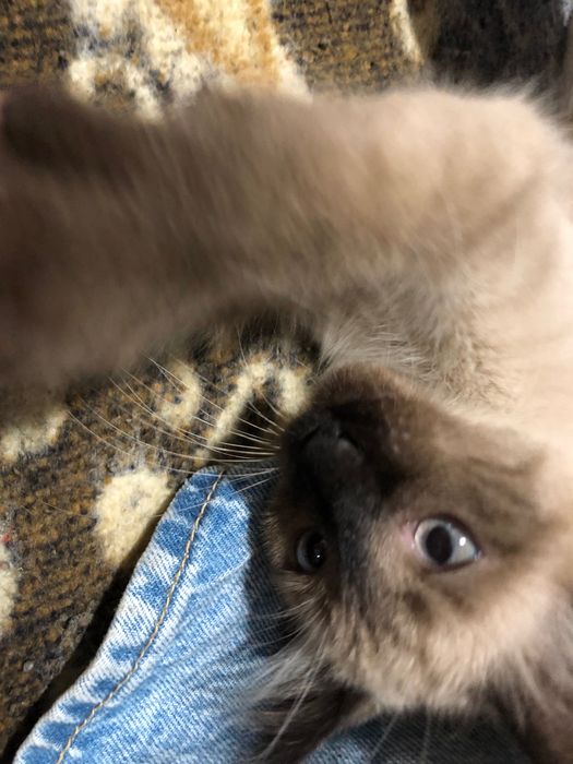 Gatinho Filhote para Adoção Responsável