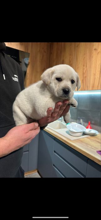 Хлопчик з документами