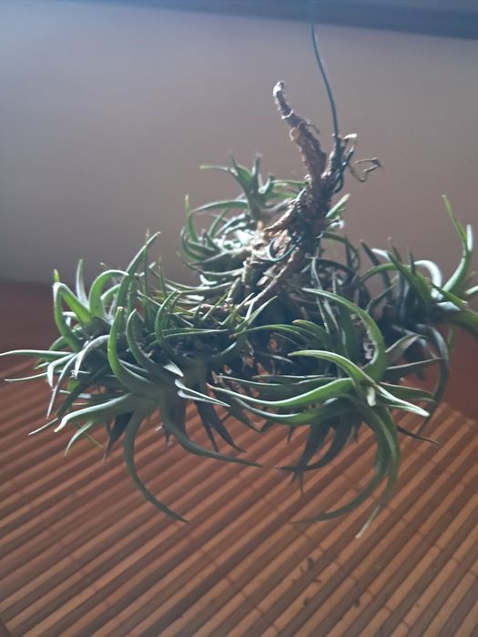 Planta do Ar - Tillandsias