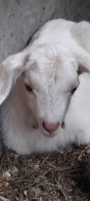 Козлята, козлики.