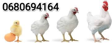 Росс-308. Бройлер. Інкубаційні яйця. Опт та роздріб.