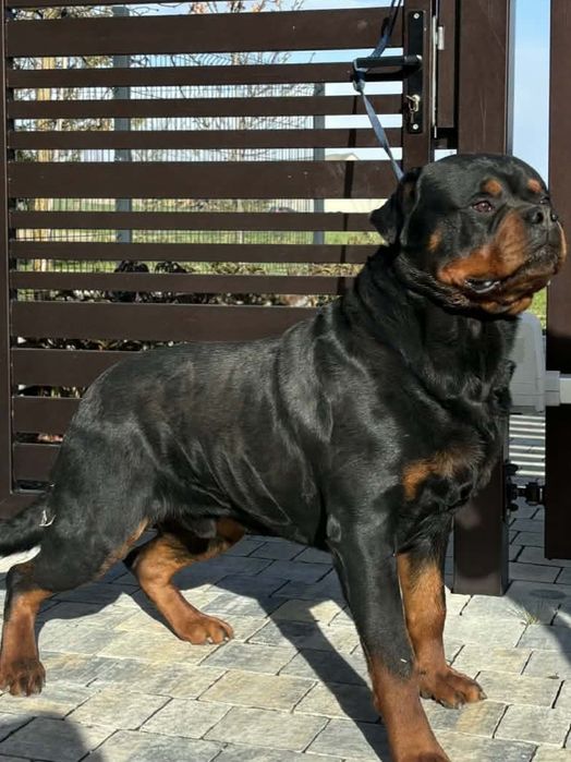 Rottweiler szczeniak