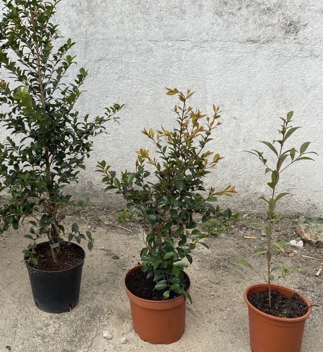 Planda sebe eugenia