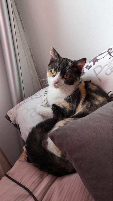 Kochana koteczka szuka kochającego domu!