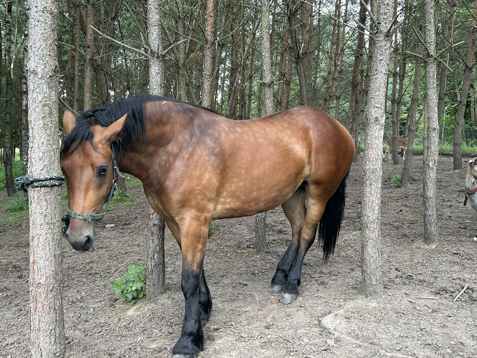Klacz  gniada , 2 letnia