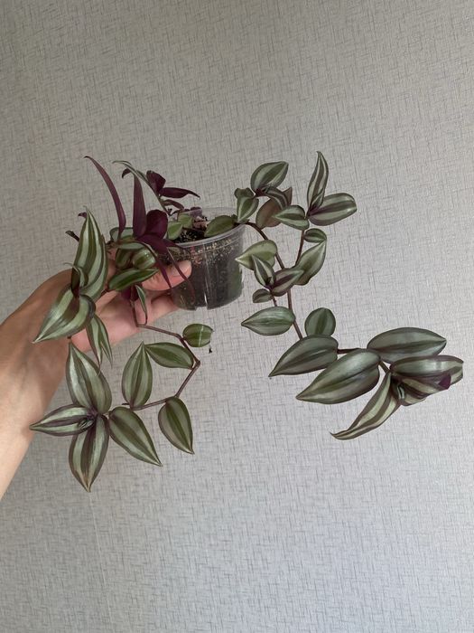 Продам традесканцию