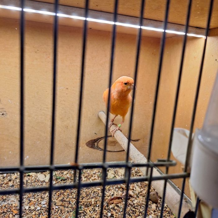 Kanarki - samce na śpiewie