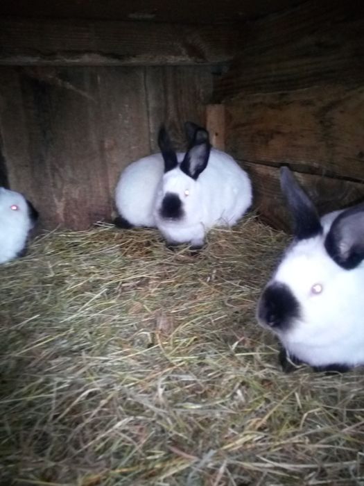 Кролі каліфорнійції,можливий обмін на зерно