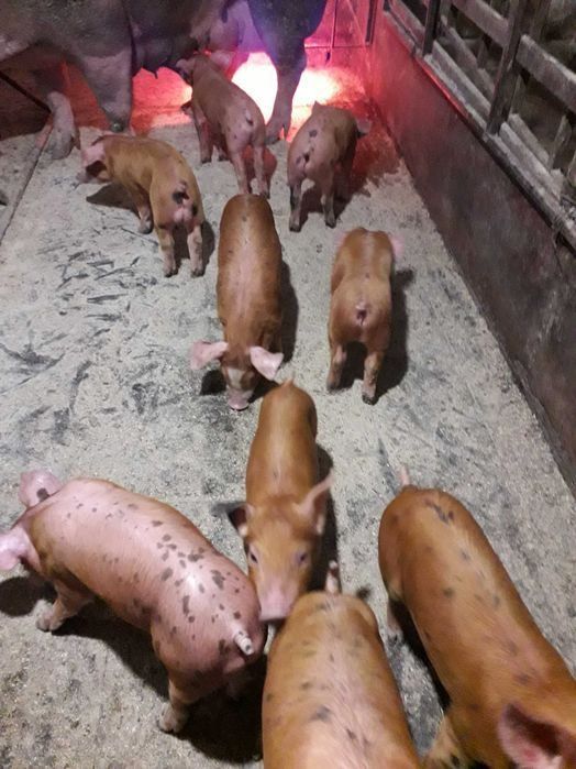 Хороші поросята на продаж
