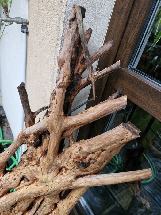 Korzeń do akwarium lub terrarium  z drewna bukowego
