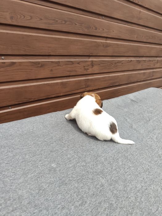 Jack Russell Terrier krótkowłosy suka