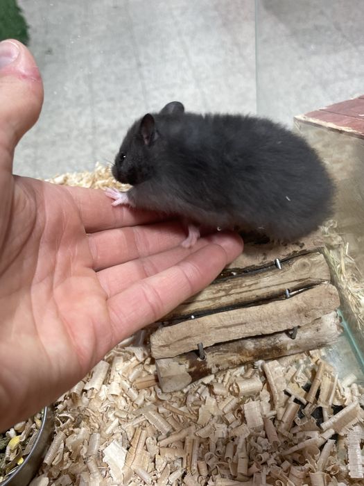 Chomik Syryjski - różne kolorki!