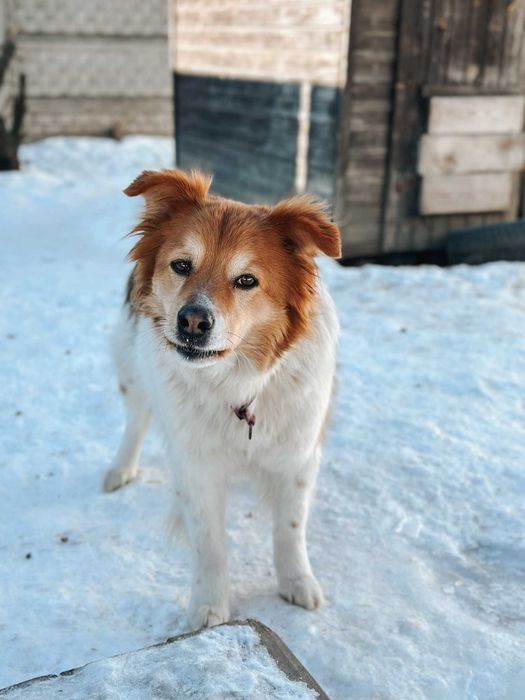 Puchaty Biszkopt szuka dobrego domu