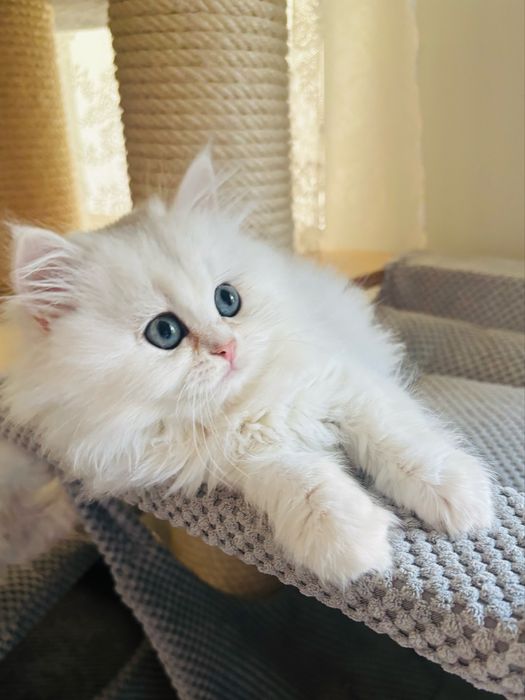 Kotka szkocka długowłosa kot kocięta