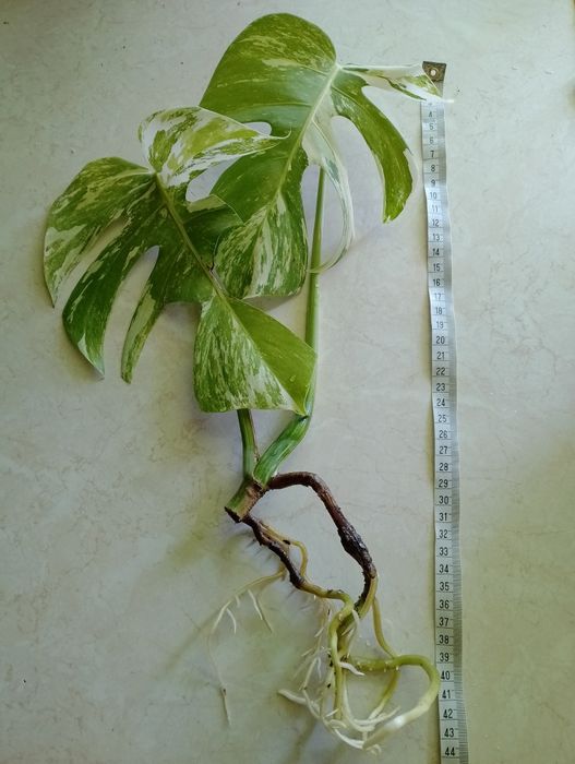 Sadzonka Monstera Variegata już  ukorzeniona Szczyt