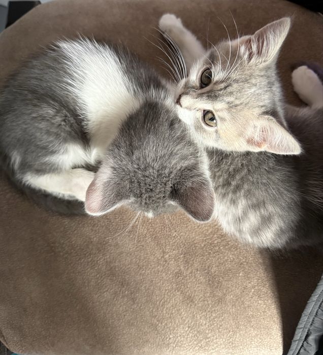 Віддам кошенят безкоштовно